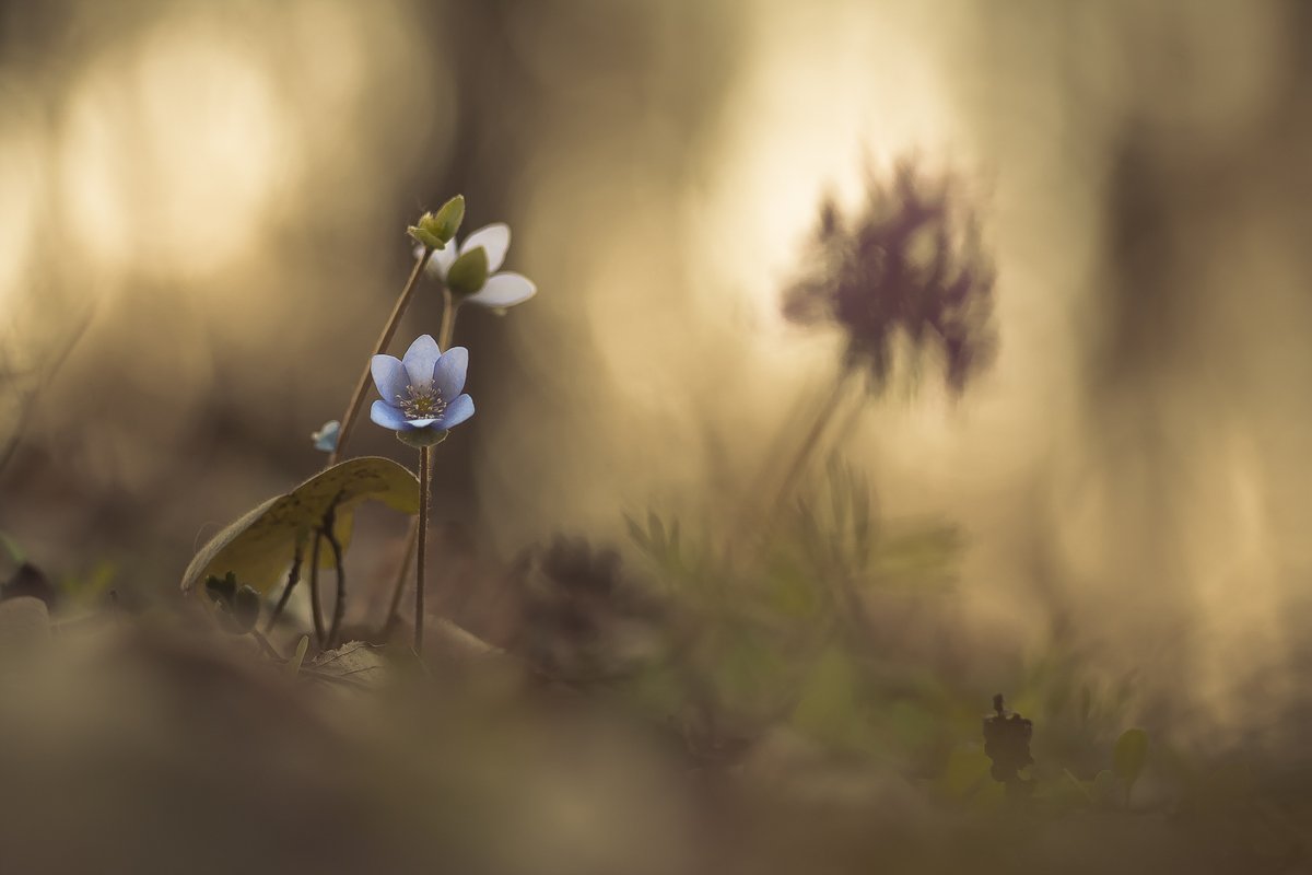 flower, spring, nature, Gabriel Prescornita