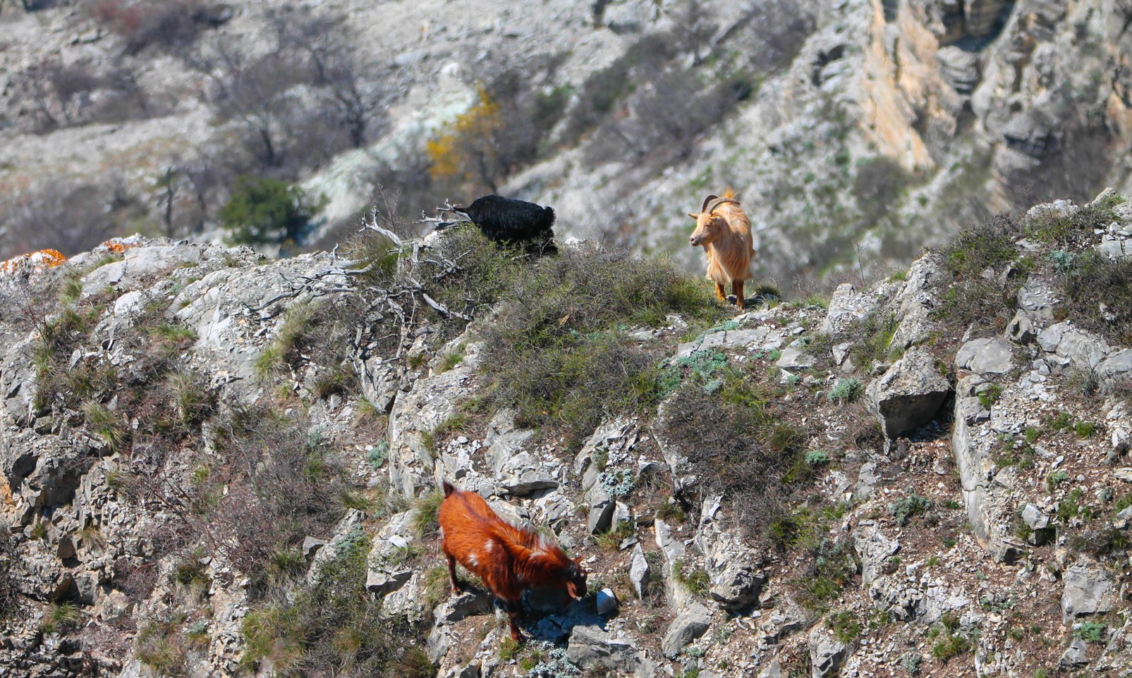 козы,домашние животные,каньон,, Marat Magov