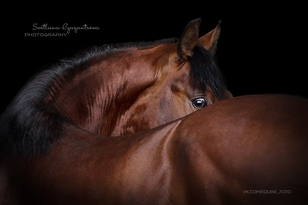 horse, лошадь, лошади, portrait, Svetlana Ryazantseva