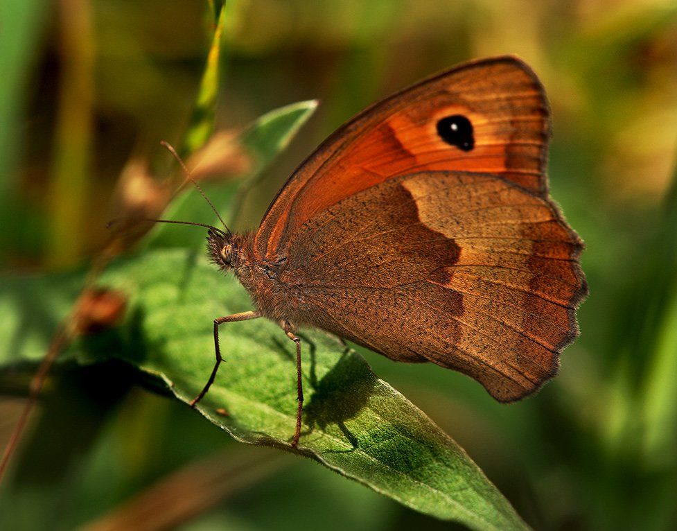 лето, бабочка, трава, Олег Сурьянинов