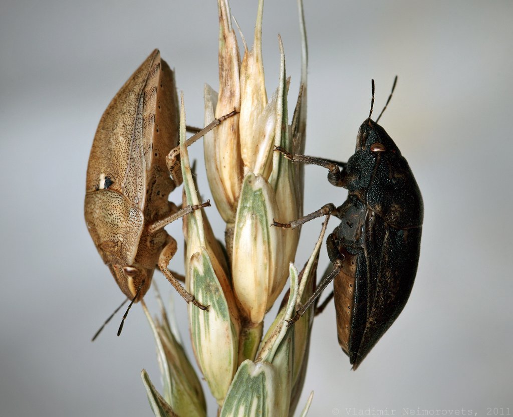 eurygaster integriceps, вредная черепашка, клоп, краснодарский край, пшеница, вредитель зерновых, северо-западный кавказ, sunn pest, corn bug, krasnodar territory, north-west caucasus, pest of cereal crops, wheat, winter wheat, Vladimir Neimorovets