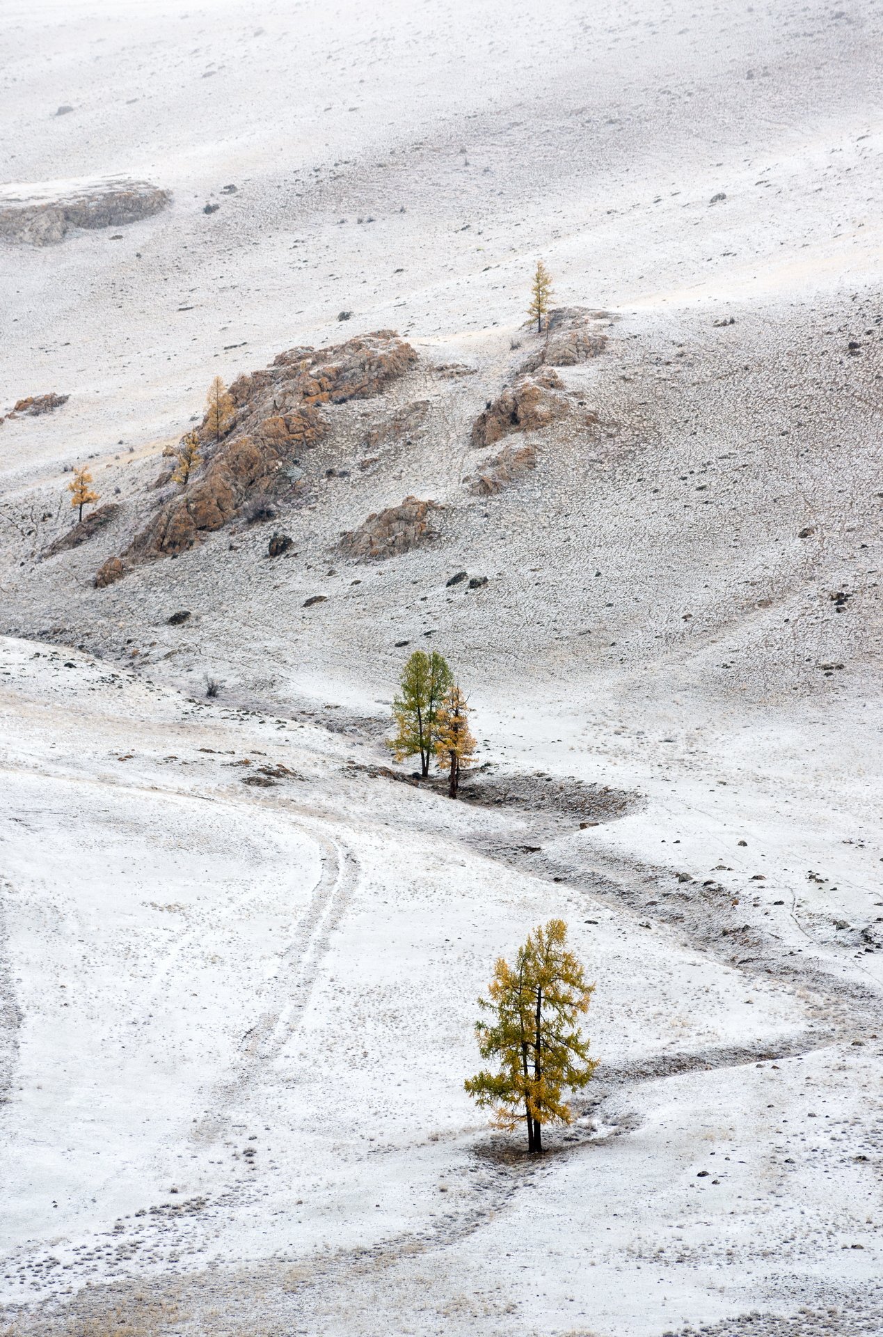 горы, горный алтай, алтай, снег, осень, лиственница, ник васильев, mountains, altai, snow, autumn, larch, Николай Васильев