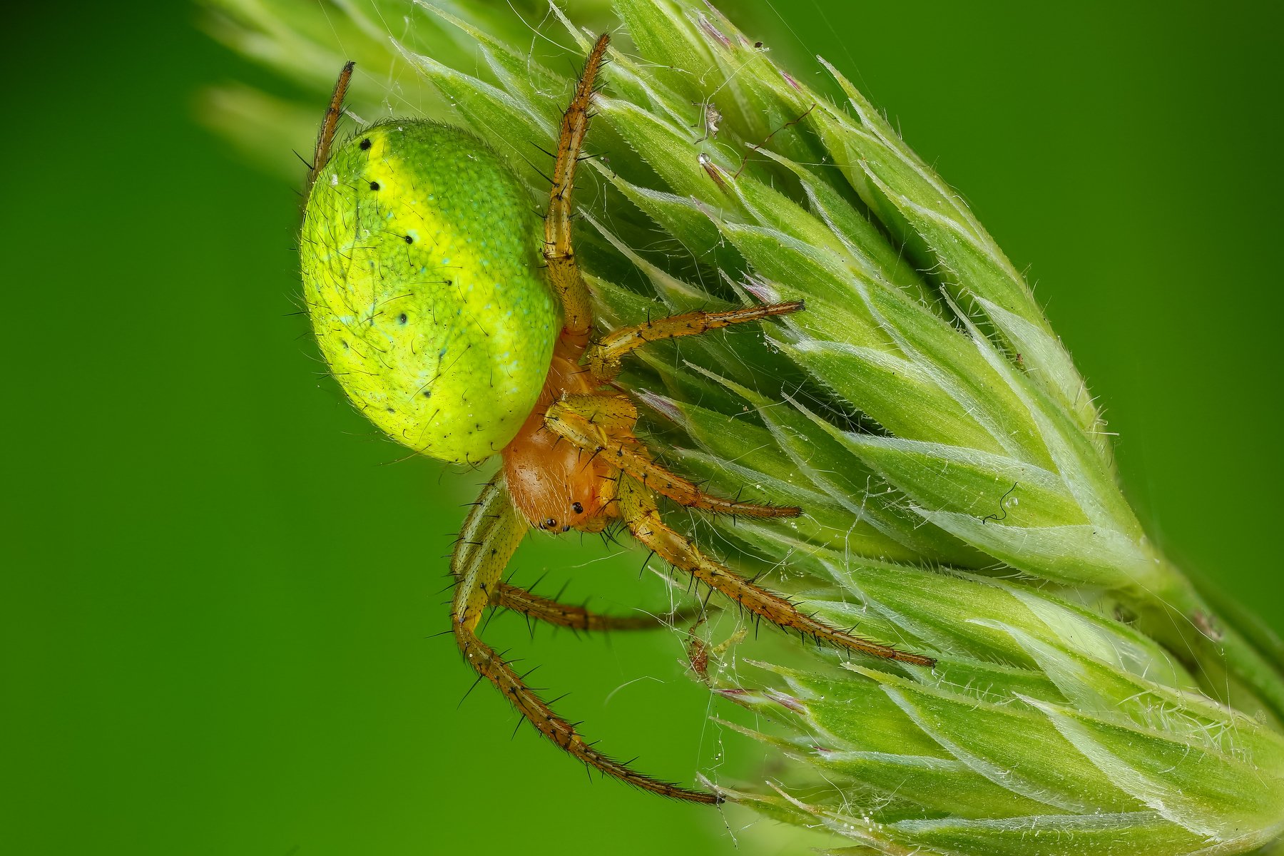 макро паук насекомое животное зеленый , Андрей Шаповалов
