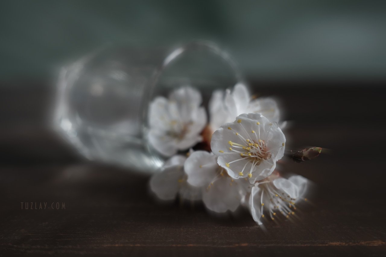 весна в стакане, белый цветки, цветки абрикоса, Владимир Тузлай