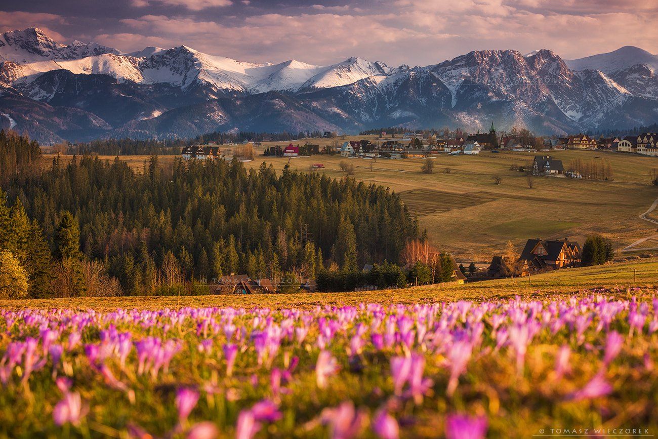 landscape, tatry, tatras. mountains, poland, polish, travel, explore, awesome, amazing, adventure, colours, spring, crocuses, Tomasz Wieczorek