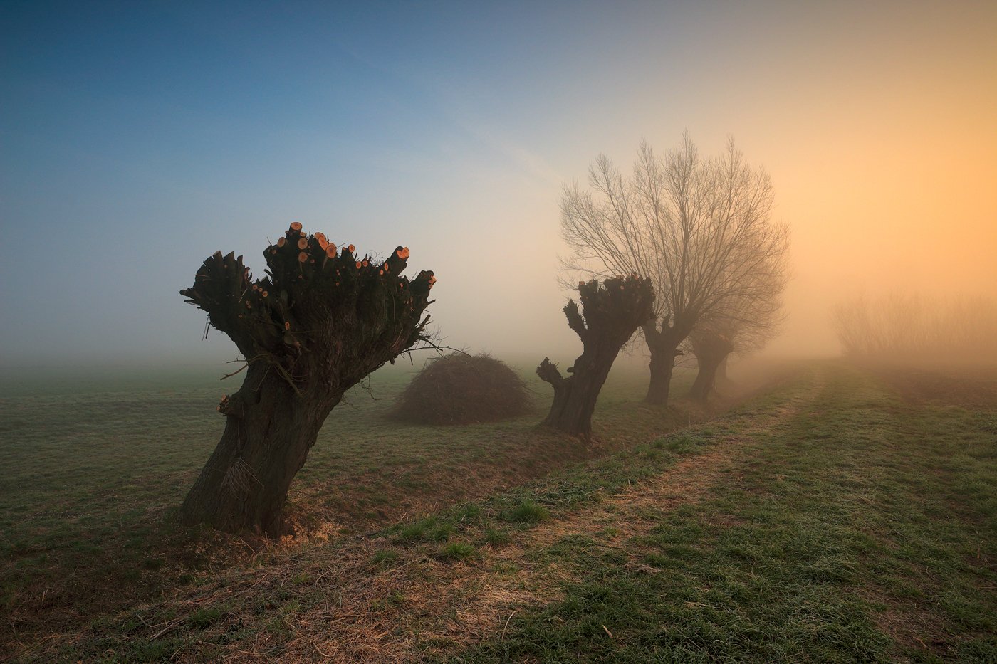 mood, mist, trees, morning, sunrise, light, willows,, Jacek Lisiewicz