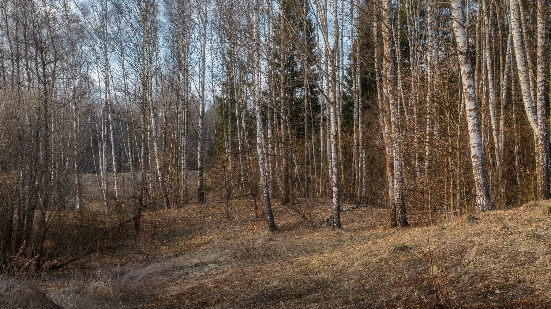 природа, пейзаж, весна, московская область, Мартыненко Дмитрий