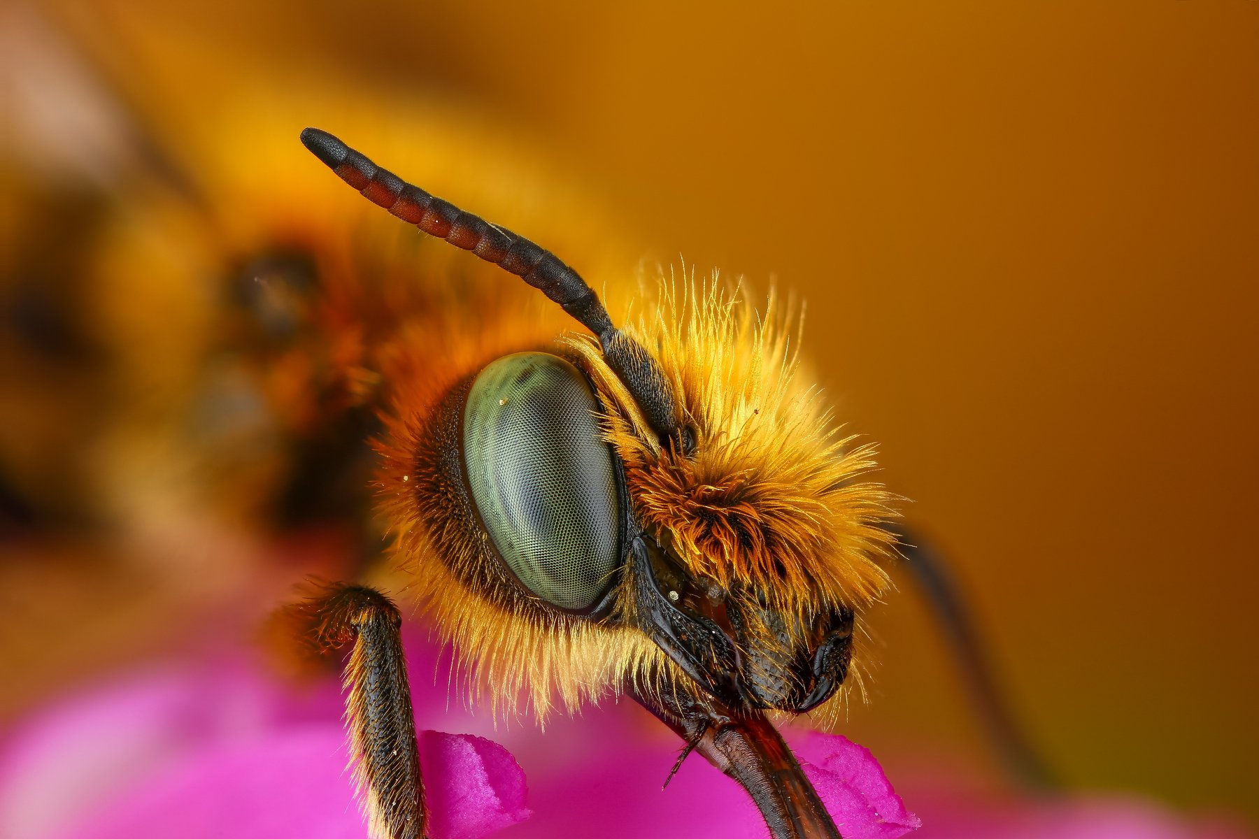 макро оса насекомое животное желтый, Андрей Шаповалов