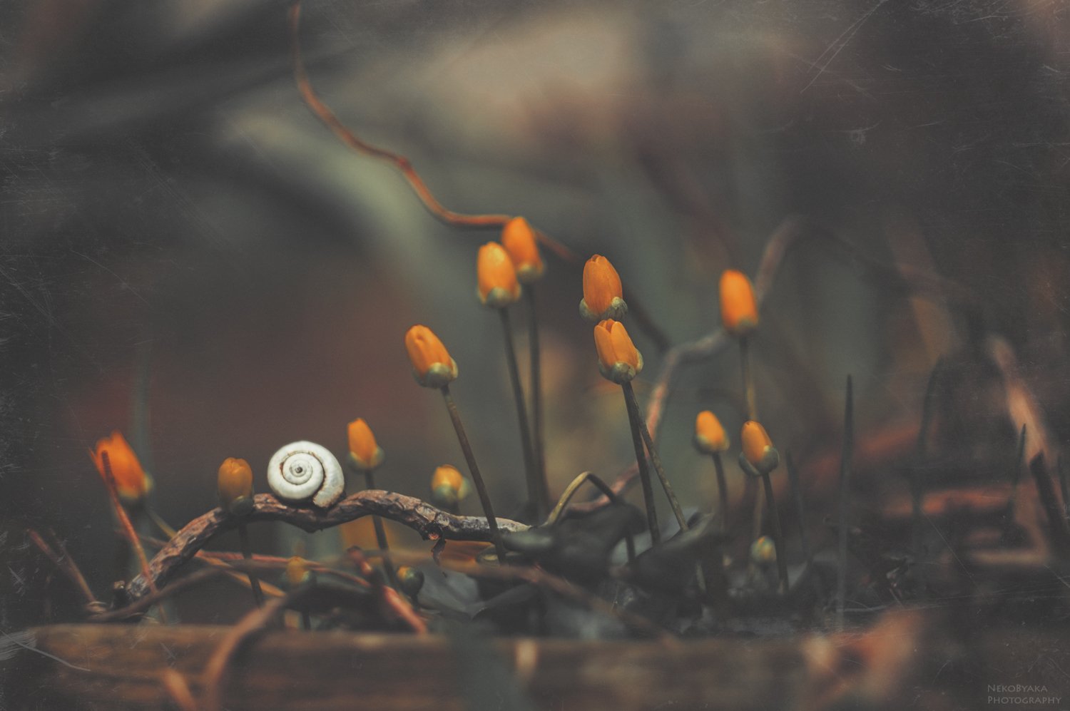 макро, природа, цветы, чистяк, улитка, весна, macro, nature, flowers, snail, spring,, Тараненко Анжелика