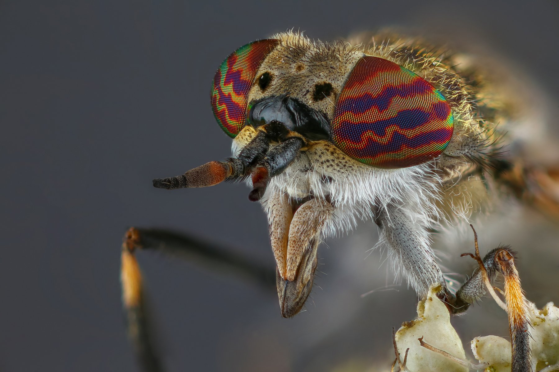макро муха насекомое животное серый, Андрей Шаповалов