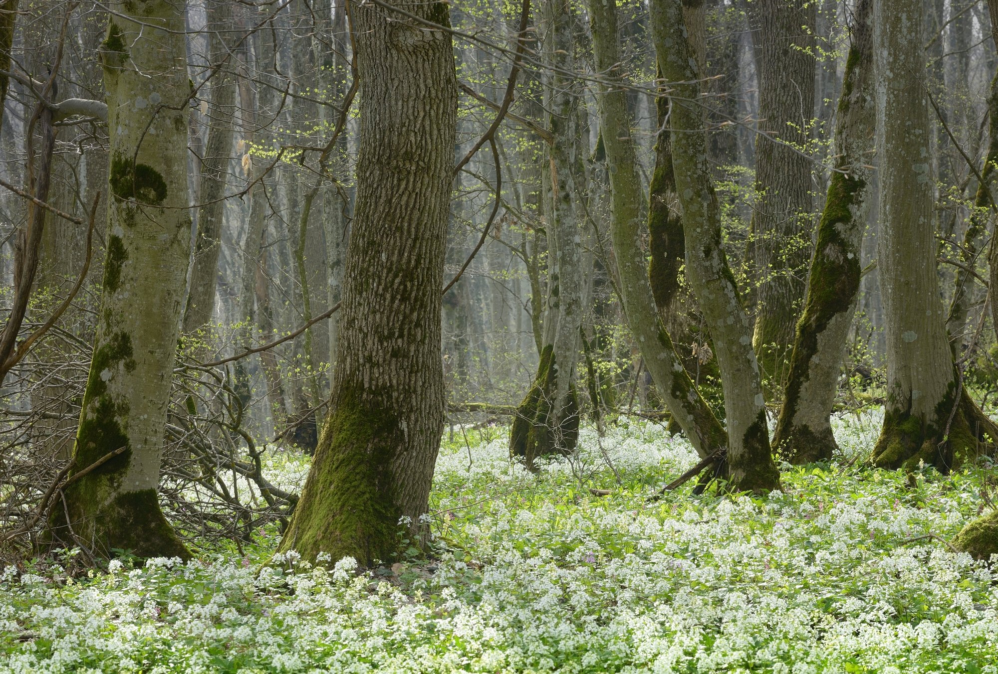 лес весна цветы, Александр Жарников