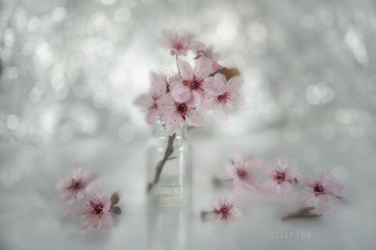 весна во флаконе, пузырек, розовые цветки, боке, bokeh, Владимир Тузлай