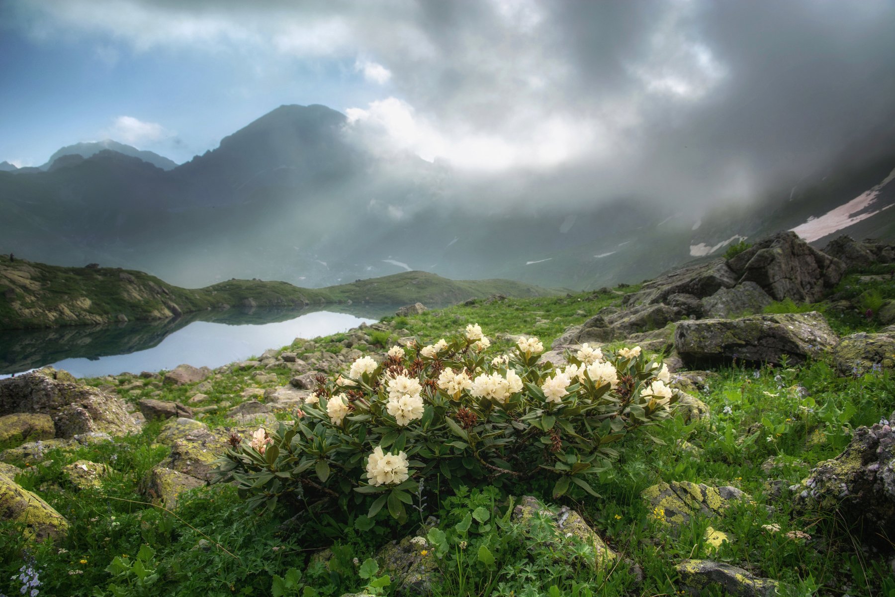 кавказ,горы,цветы, Алексей Кретов