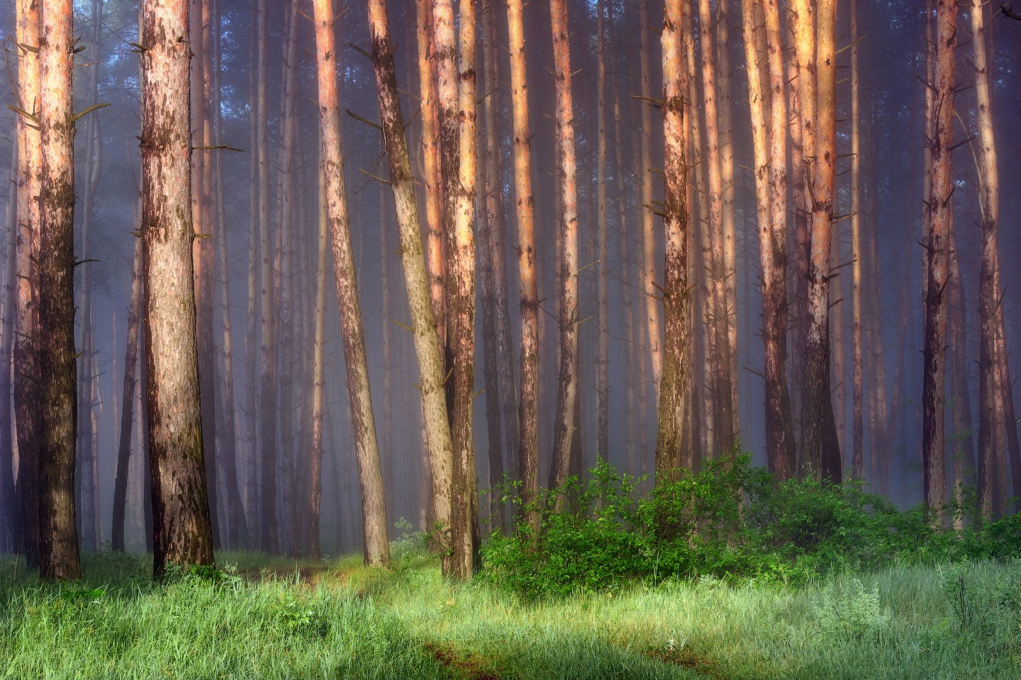 туман, пейзаж, лес, утро, fog, landscape, forest, morning, Виктор Тулбанов