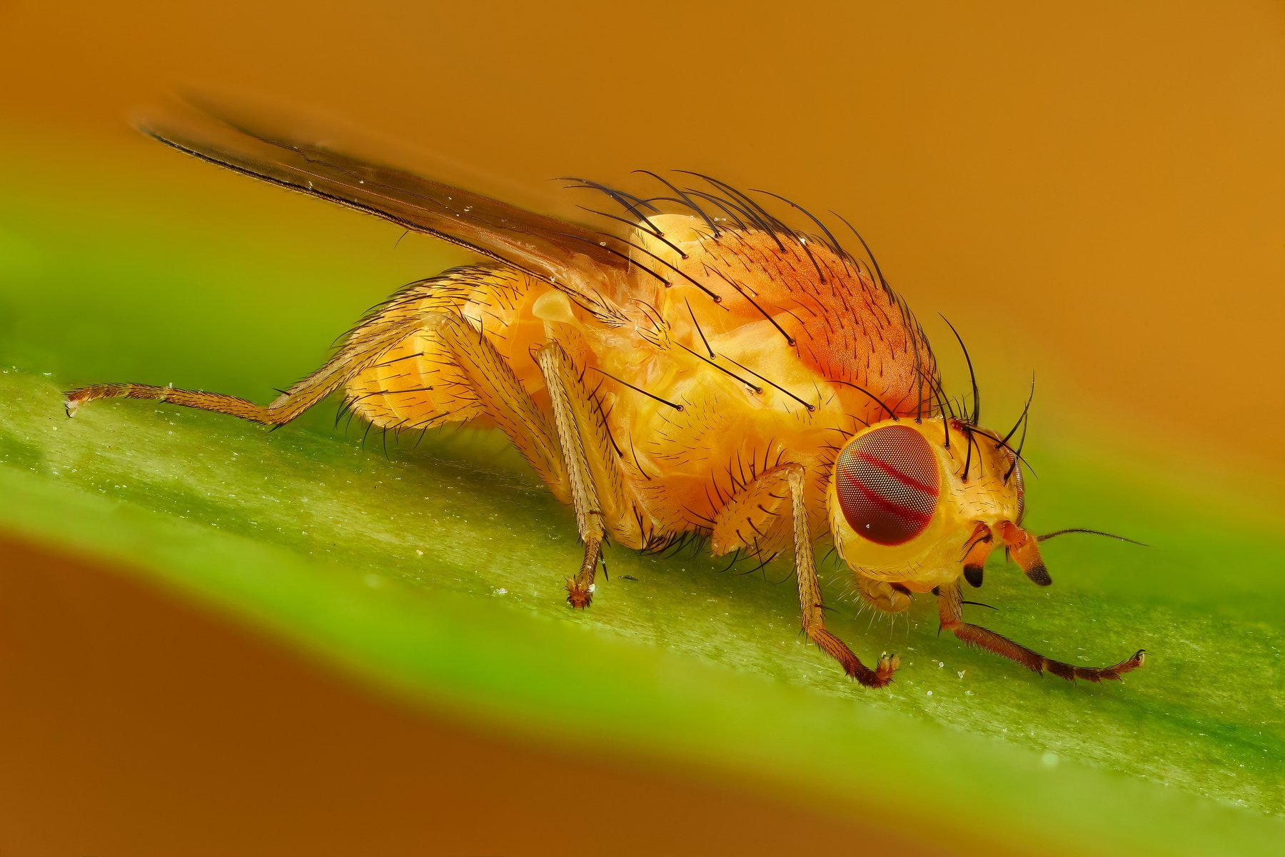 макро муха насекомое животное желтый, Андрей Шаповалов