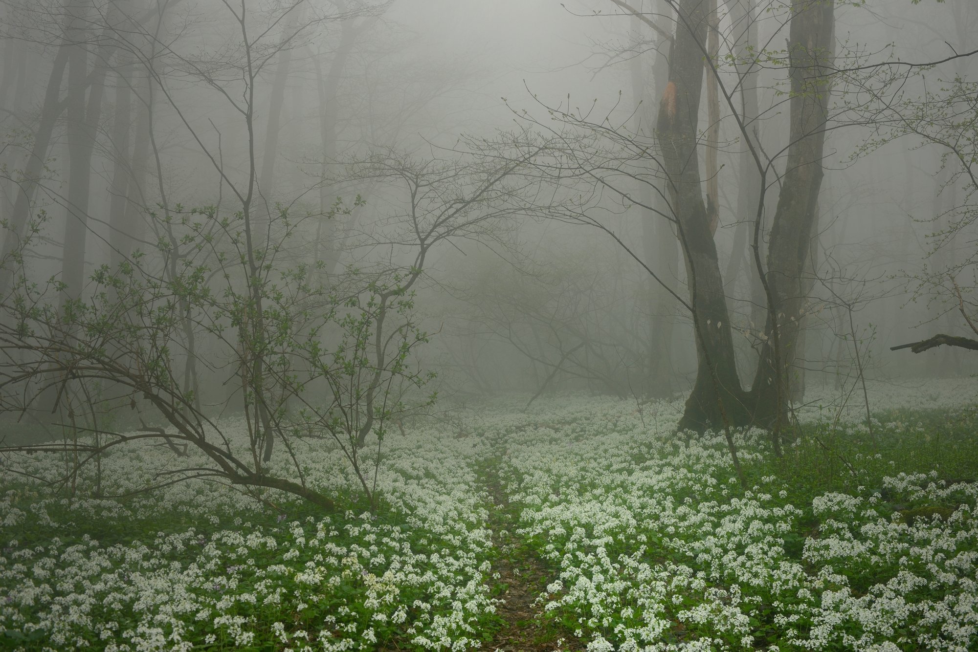 лес туман весна цветы тропинка, Александр Жарников