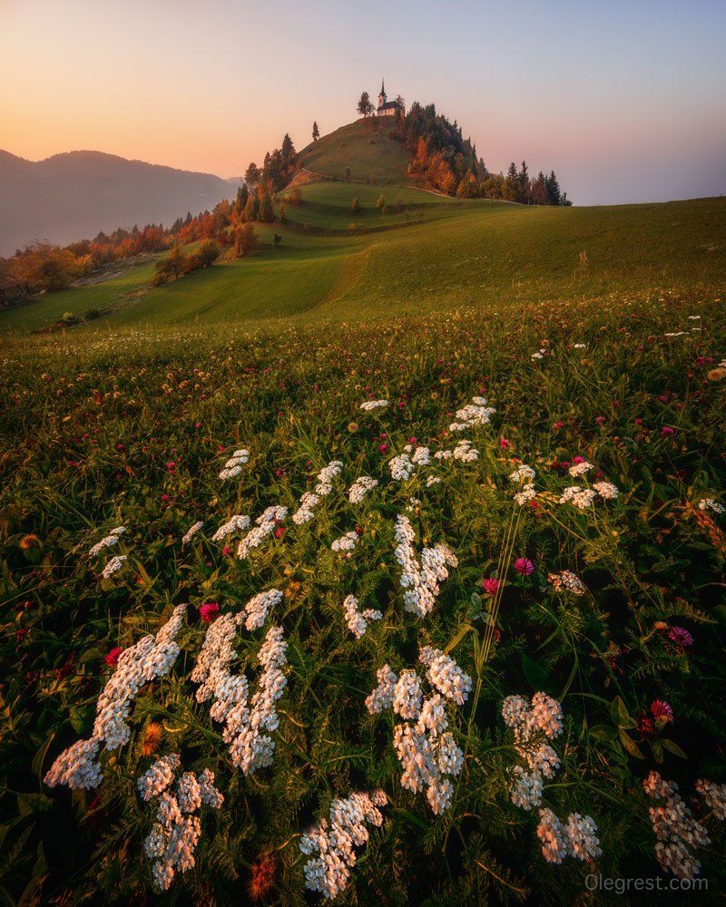 словения церковь закат поле холмы цветы, Oleg Rest