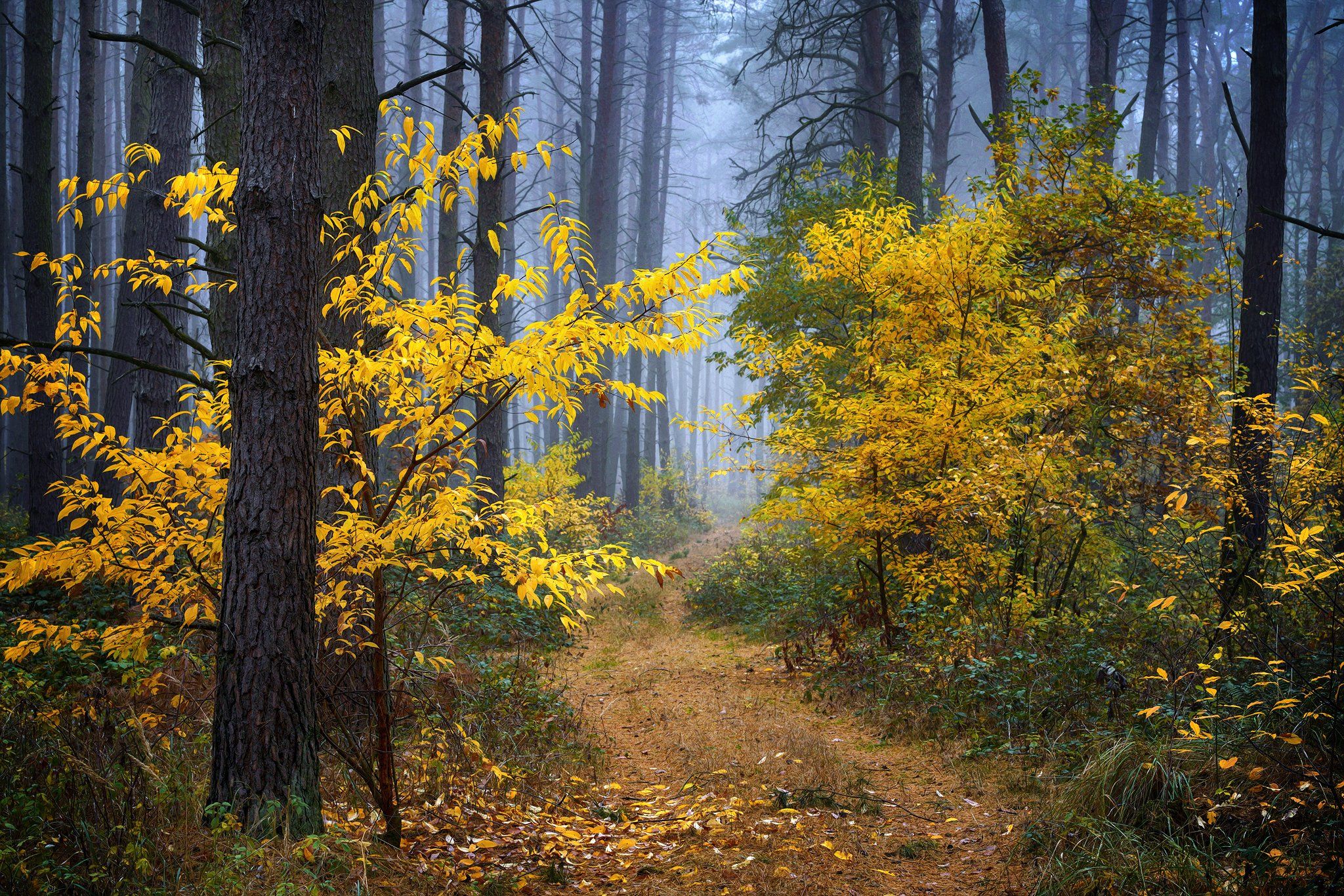 осенняя прогулка по лесу autumn fall wood dranikowski path road forest trees magic foggy, Radoslaw Dranikowski