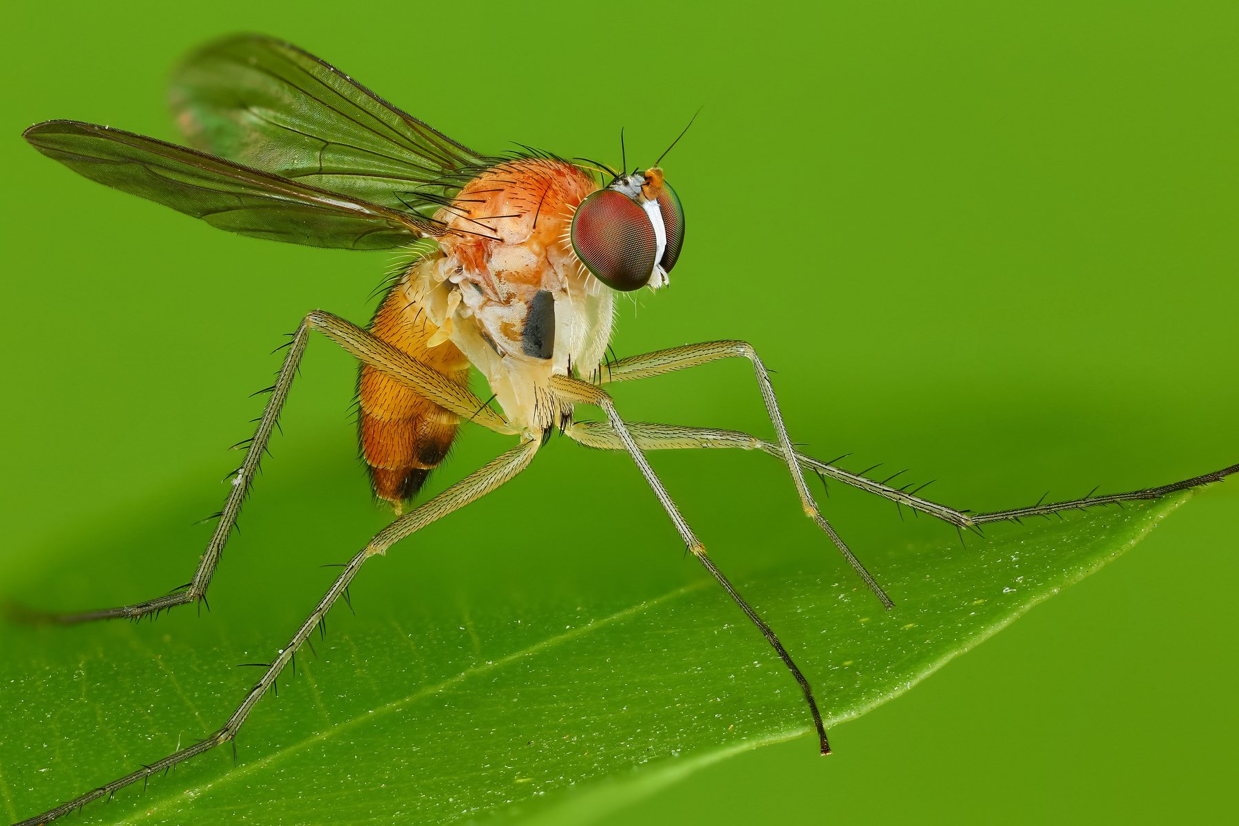 макро муха насекомое животное зеленый, Андрей Шаповалов