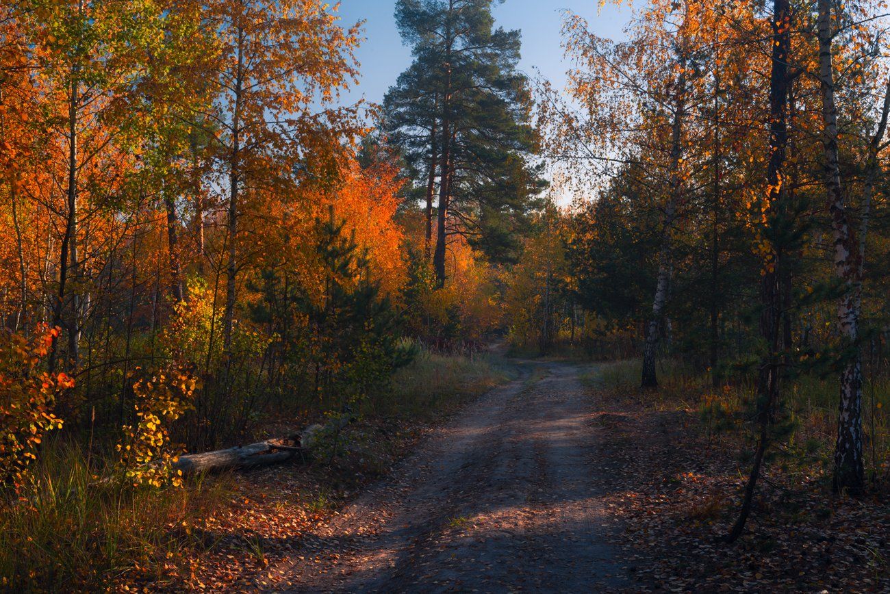 осень, октябрь, лес, свет, утро, рассвет, Галанзовская Оксана