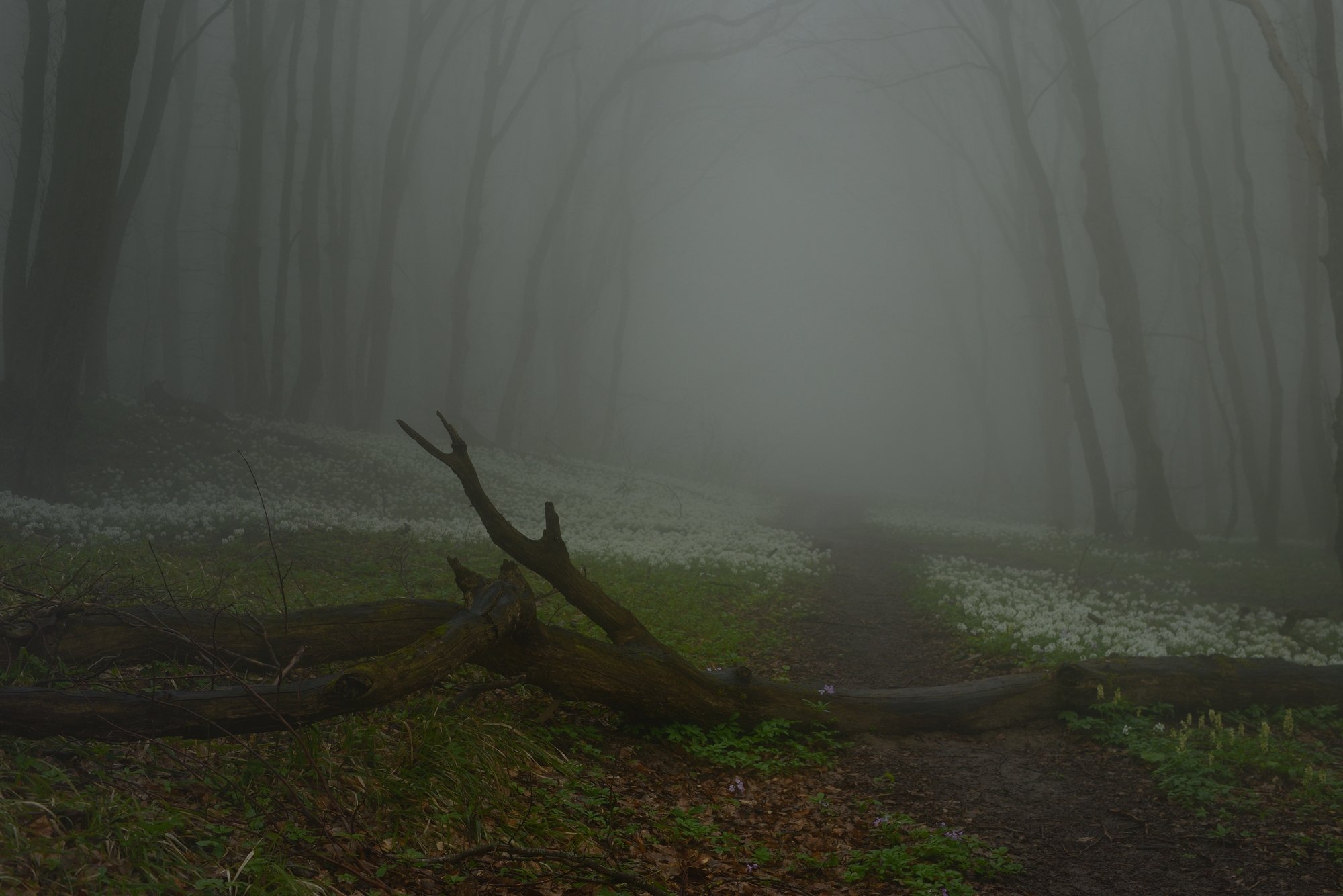 лес туман весна цветы тропинка, Александр Жарников
