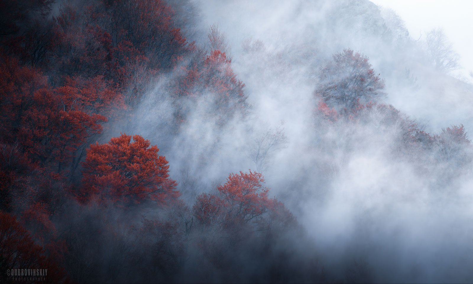 лес, туман, крым, буковый лес, осень, демерджи, Михаил Дубровинский