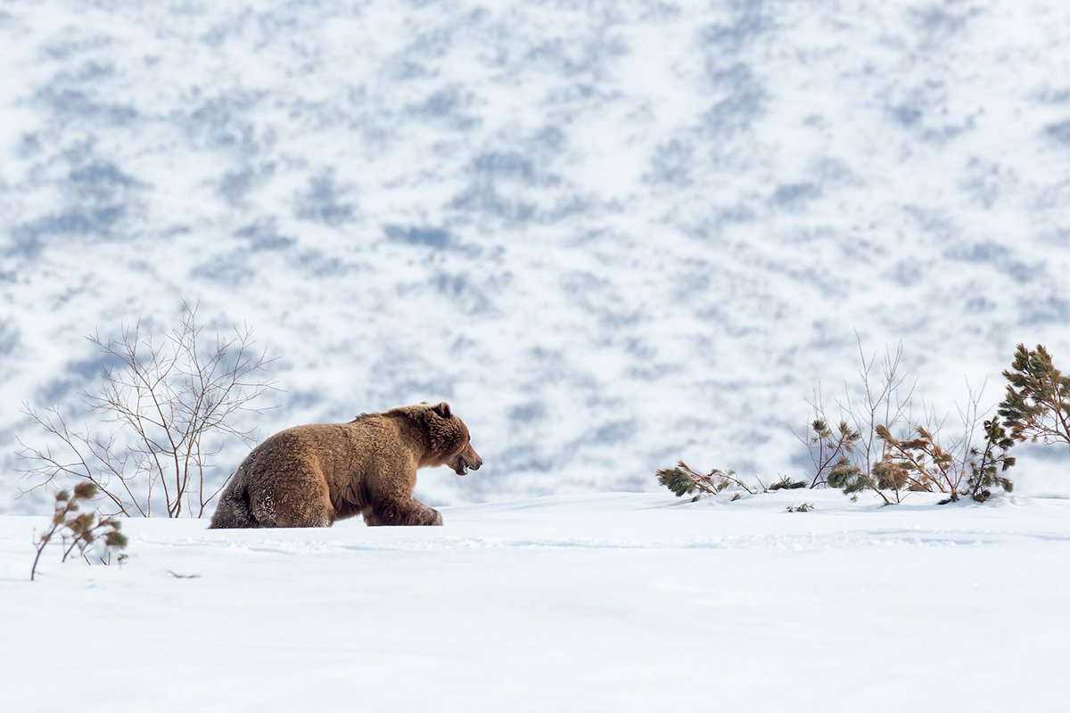 камчатка, медведь, снег, животные, природа, путешествие, фототур, весна, Денис Будьков