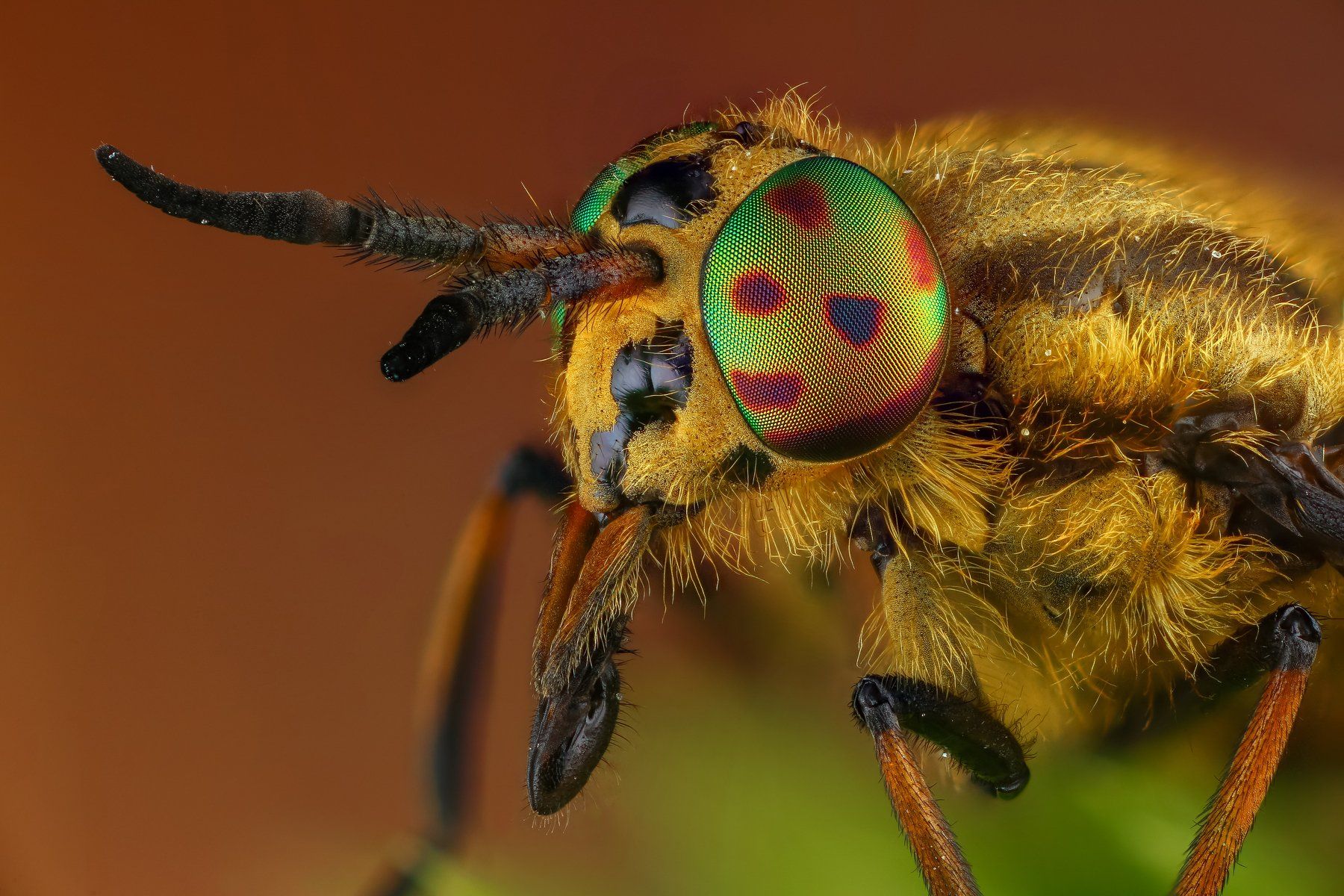 макро муха насекомое животное коричневый глаза, Андрей Шаповалов