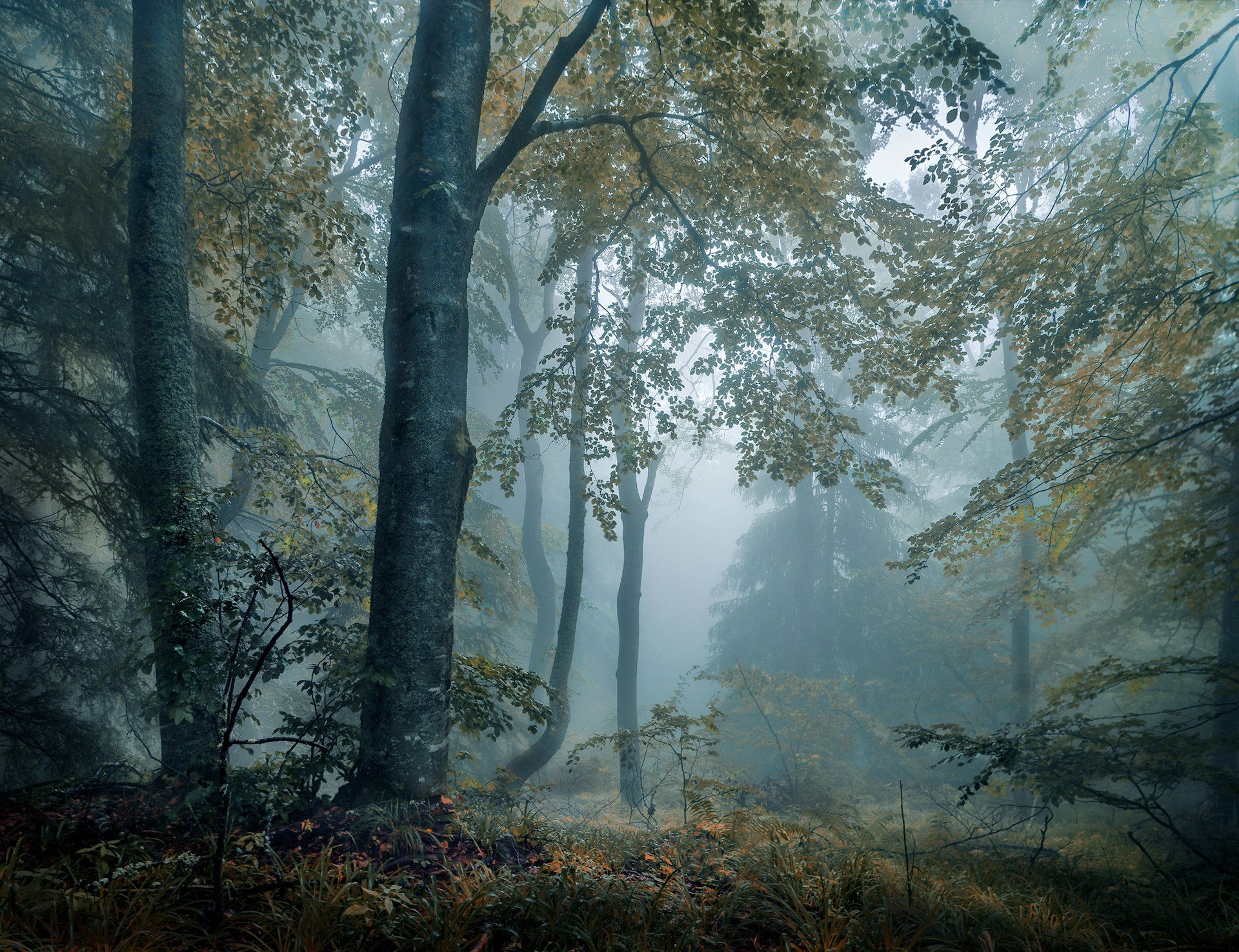 landscape nature scenery forest wood  mist misty fog foggy longexposure mountain vitosha bulgaria туман лес, Александър Александров