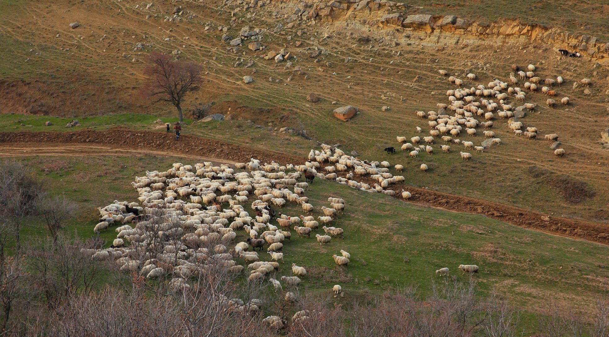 овцы,ягнёнок,домашние животные,отара., Marat Magov