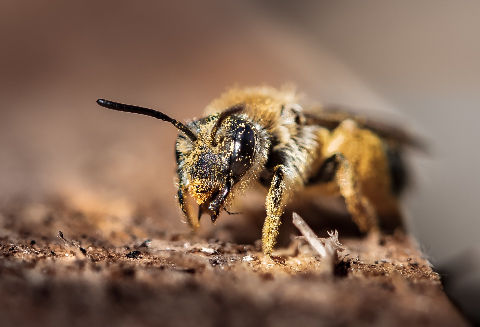 природа, макро, насекомое, пчела, Неля Рачкова