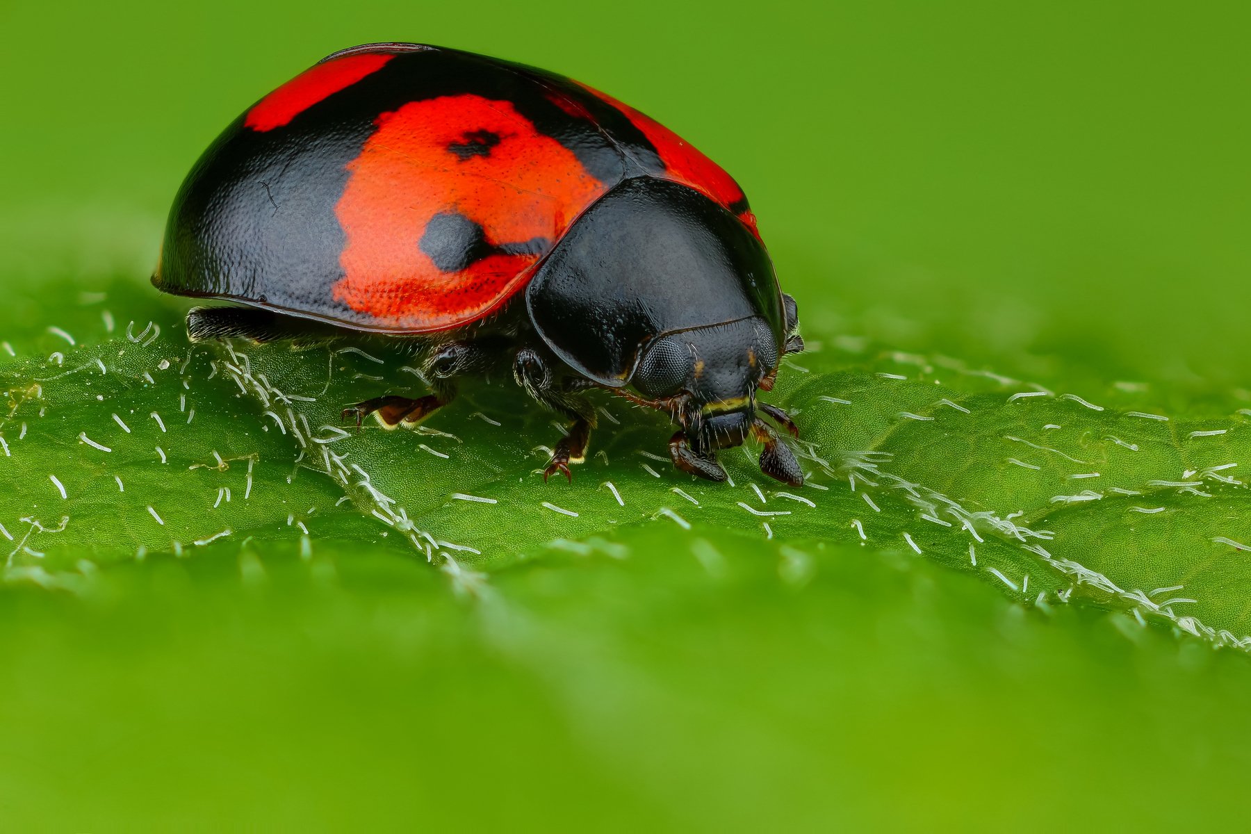 макро жук насекомое животное черный зеленый красный, Андрей Шаповалов