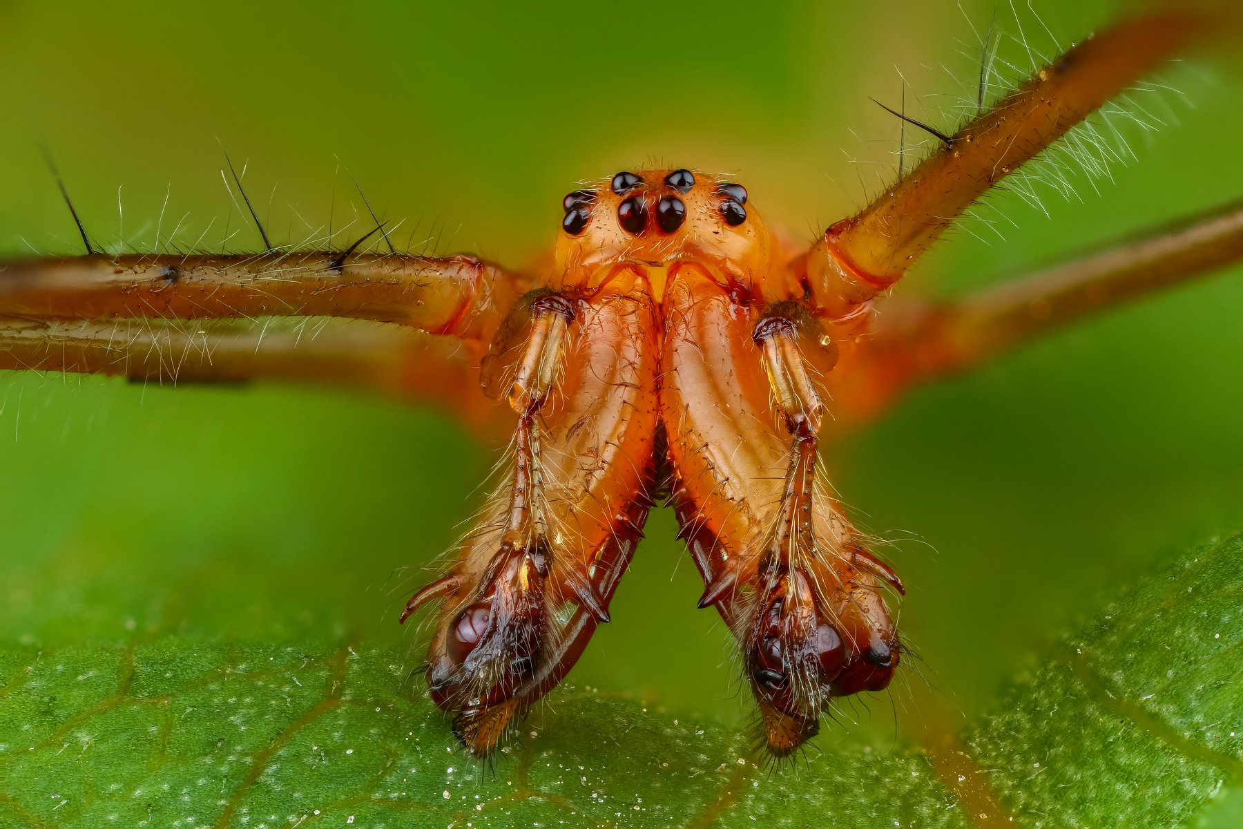 макро паук насекомое животное зеленый, Андрей Шаповалов