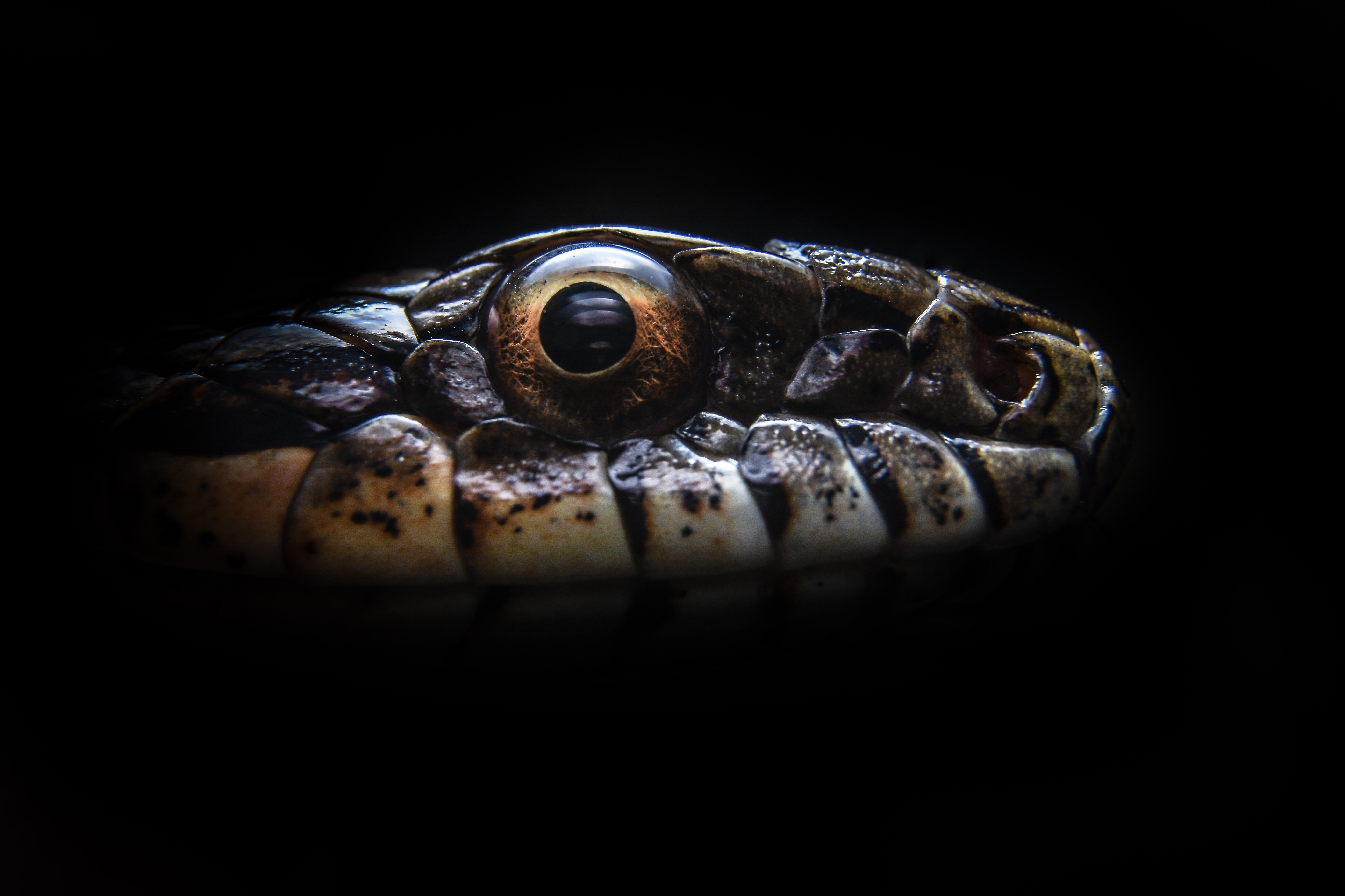 узорчатый полоз, глаз змеи, голова змеи, Elaphe dione, рептилия, пресмыкающиеся, Ксения Соварцева