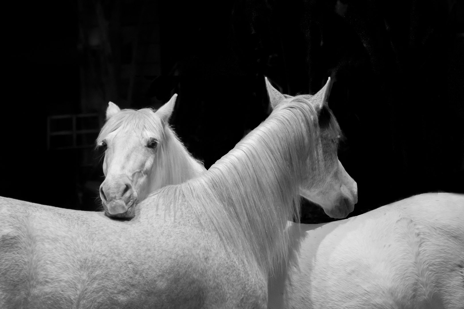 horses;show;spectacle;equestre;equestrian show;, Sibé
