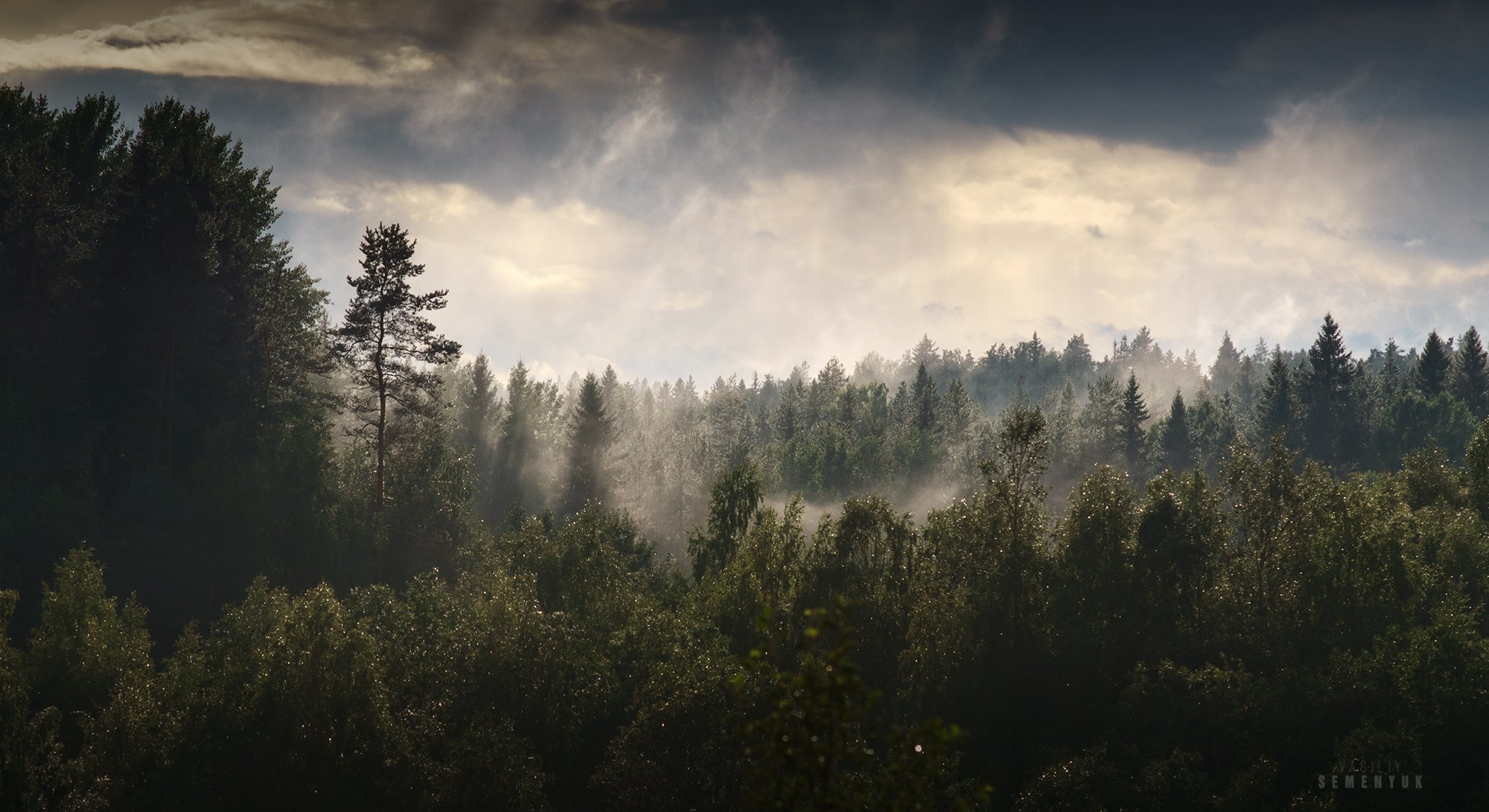 карелия, лето, лес, туман, гроза, клочья тумана, ели, karelia, forest, mist, dramathic sky, storm., Семенюк Василий