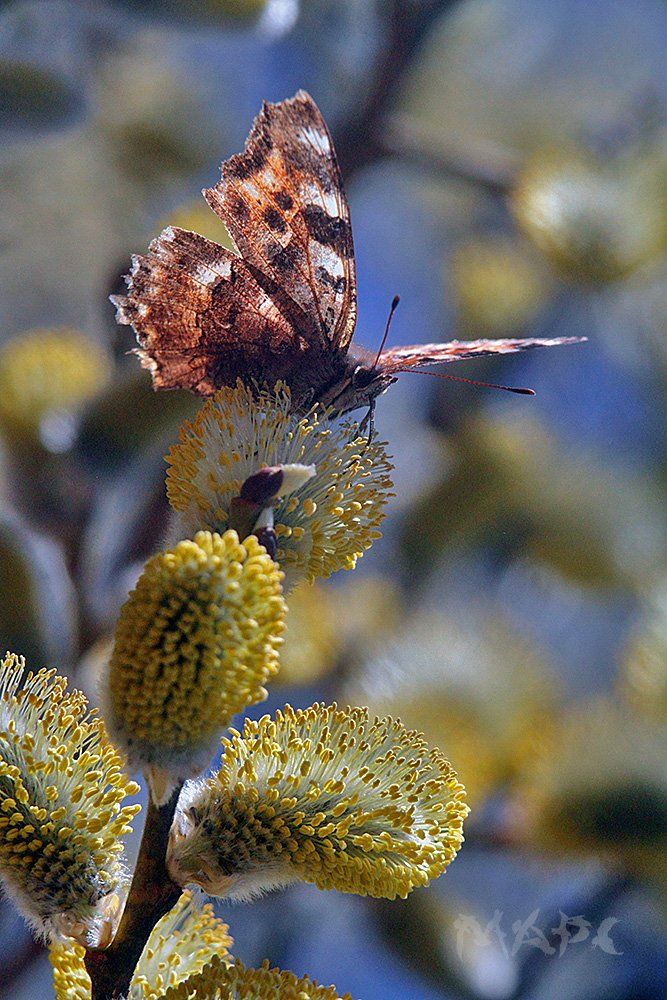макро весна бабочка верба, Шангареев Марс