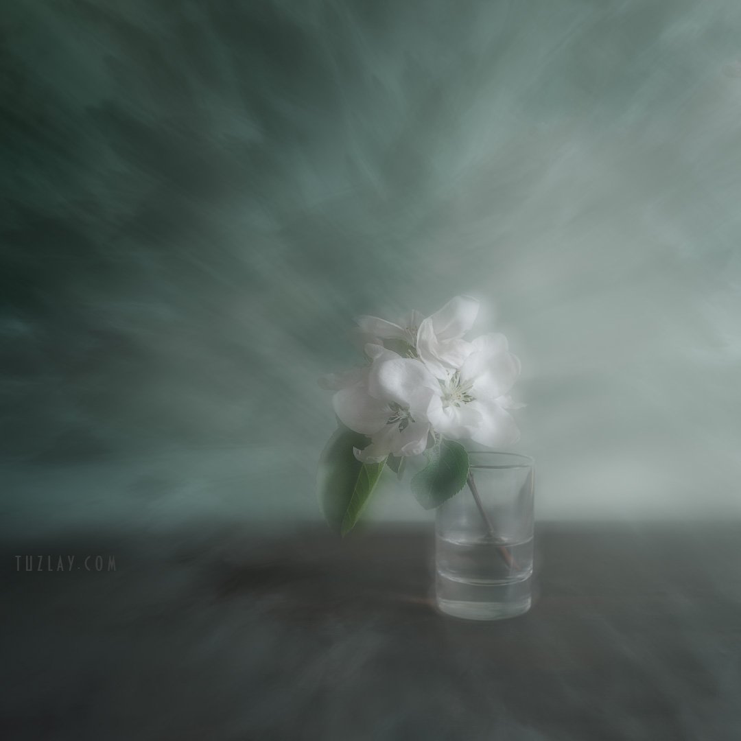 весна в стакане, белый цветки, цветки яблони, Владимир Тузлай