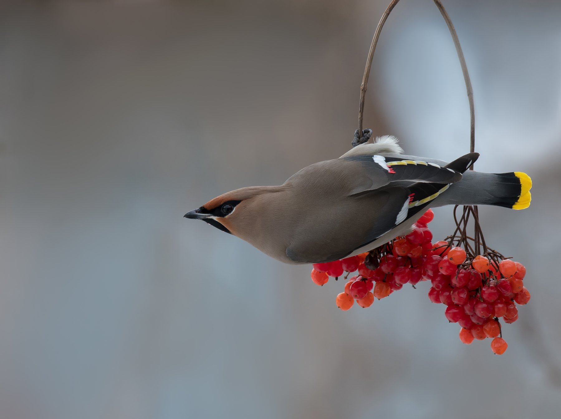 птицы,природа,весна, Андрей Киселёв