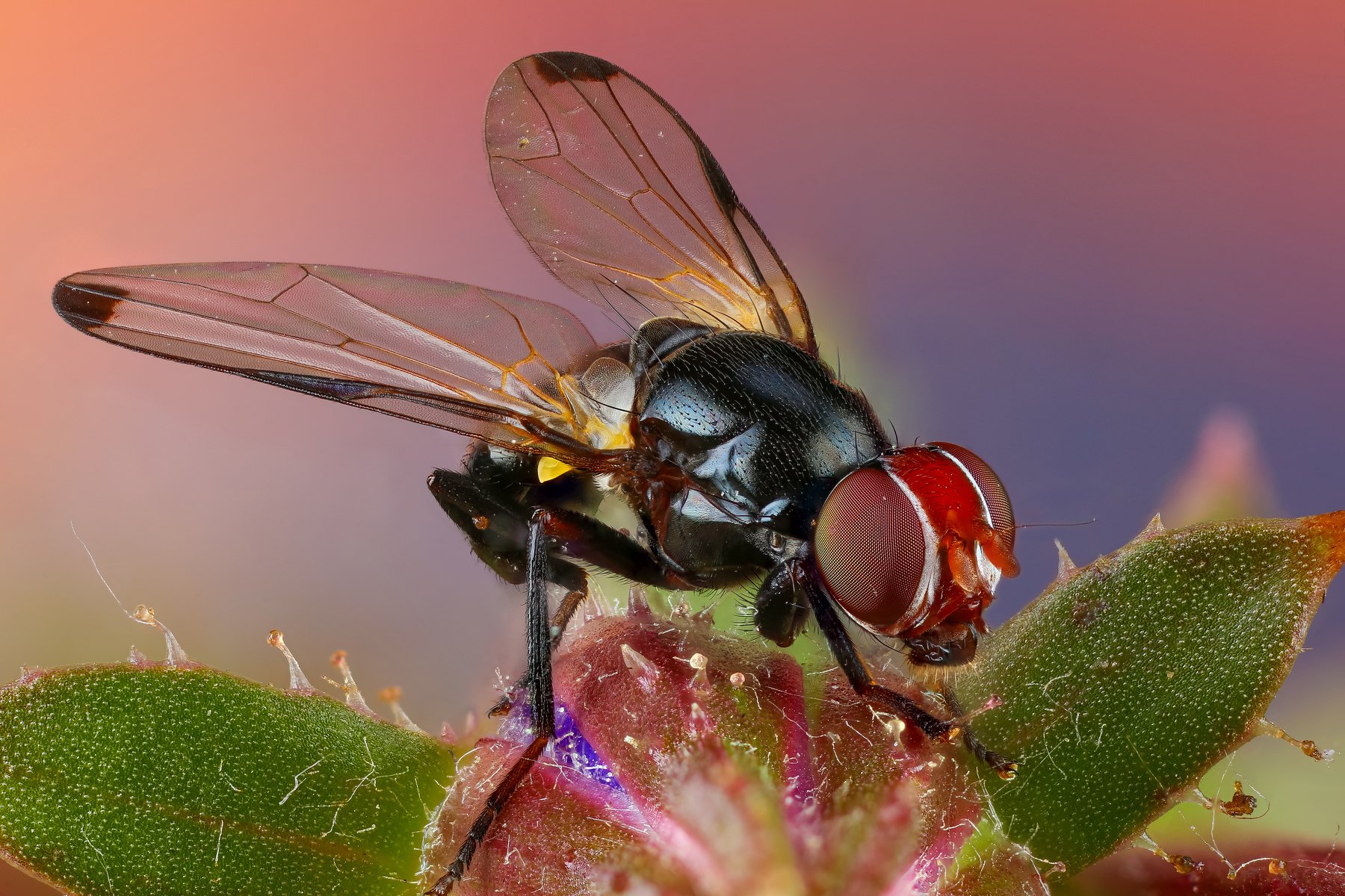 макро муха насекомое животное черный, Андрей Шаповалов