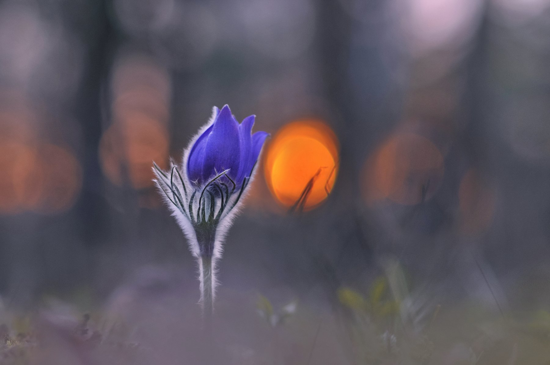 сон-трава, закат, весна, природа, Александр Гвоздь