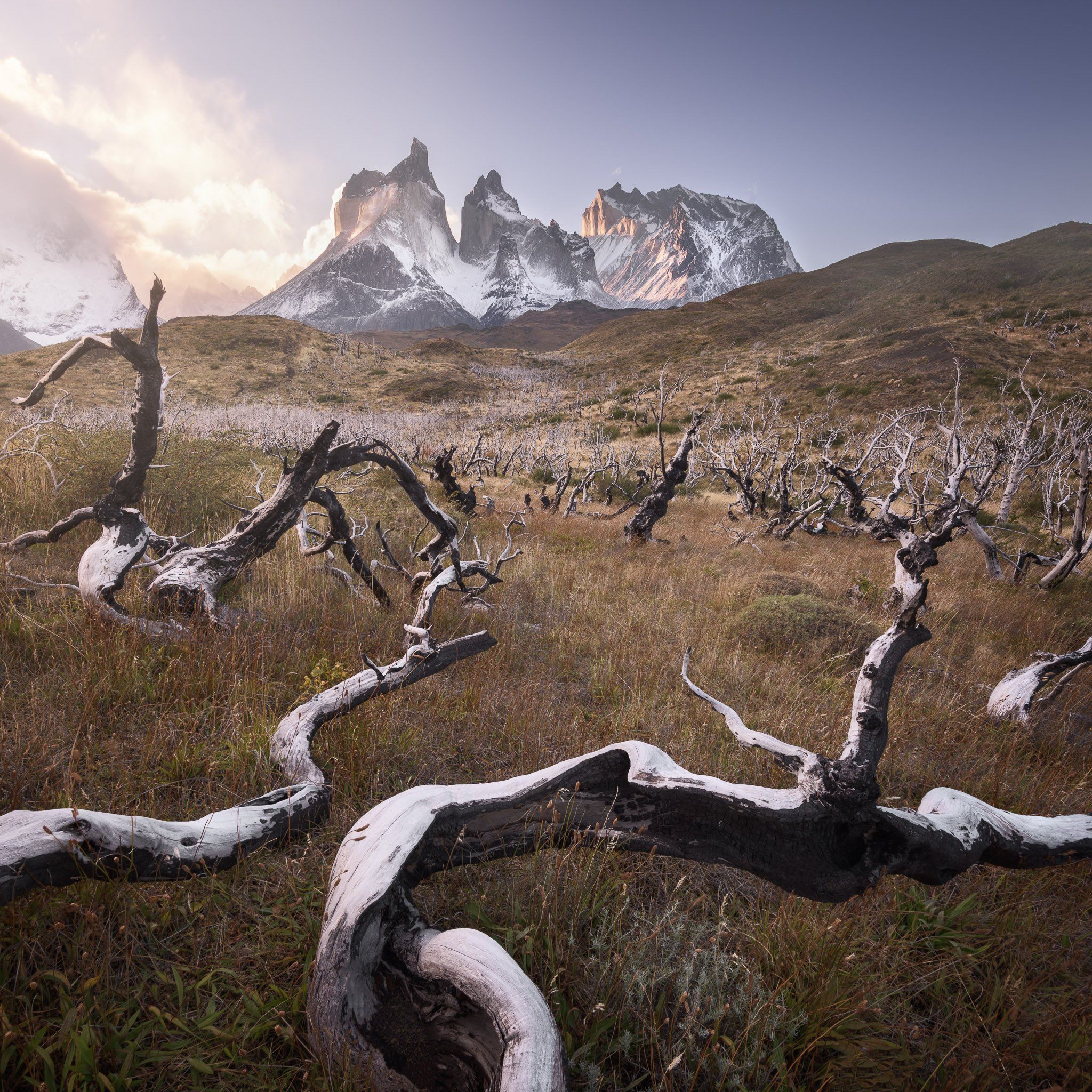 america, andes, beautiful, black, blue, branch, chile, clouds, cuernos, curved, dark, dead, del, dry, forest, glacier, grass, hiking, hill, ice, landmark, landscape, light, log, morning, moss, mountain, national, nature, outdoor, paine, park, patagonia, p, Andrey Omelyanchuk