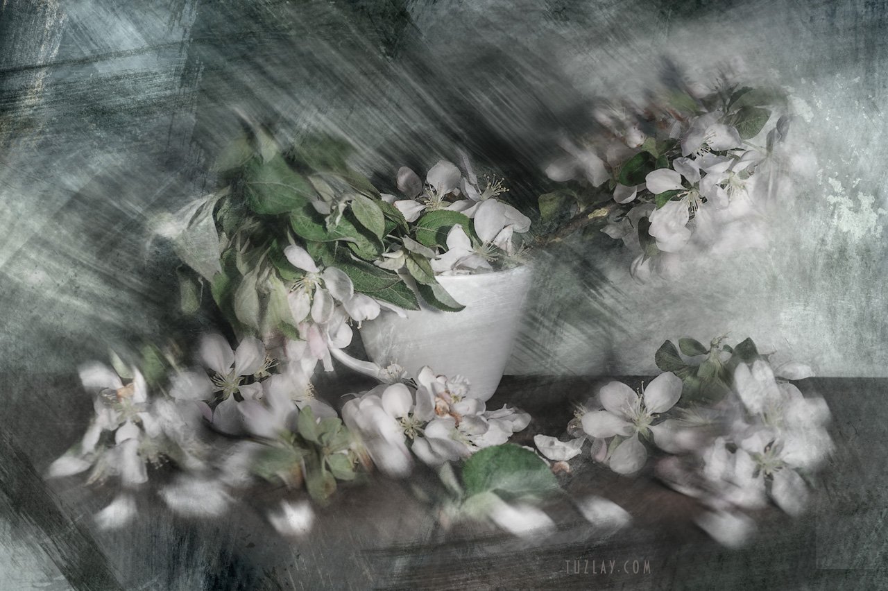 весна в чашке, цветки яблони, яблоневый цвет, Владимир Тузлай