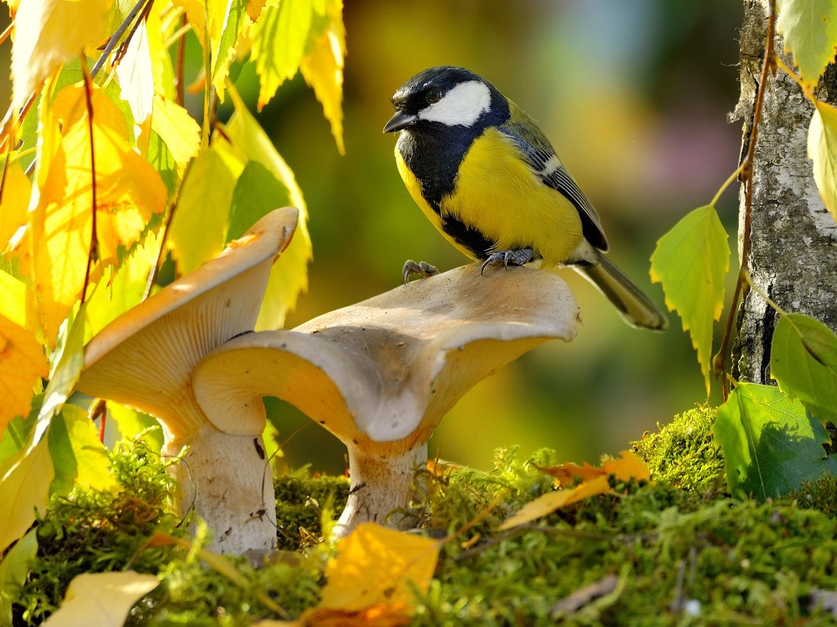 природа, фотоохота, синица, птицы, животные, осень, листья березы, грибы, vladilenoff