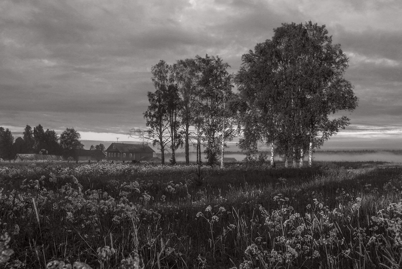 лето утро туман трава деревня берёзы, Valentina Vershinina