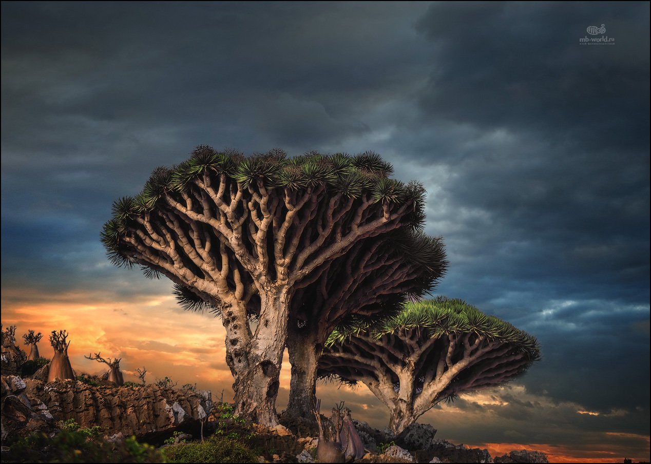 Йемен, Сокотра, драконовые деревья, пейзаж, Mikhail Vorobyev