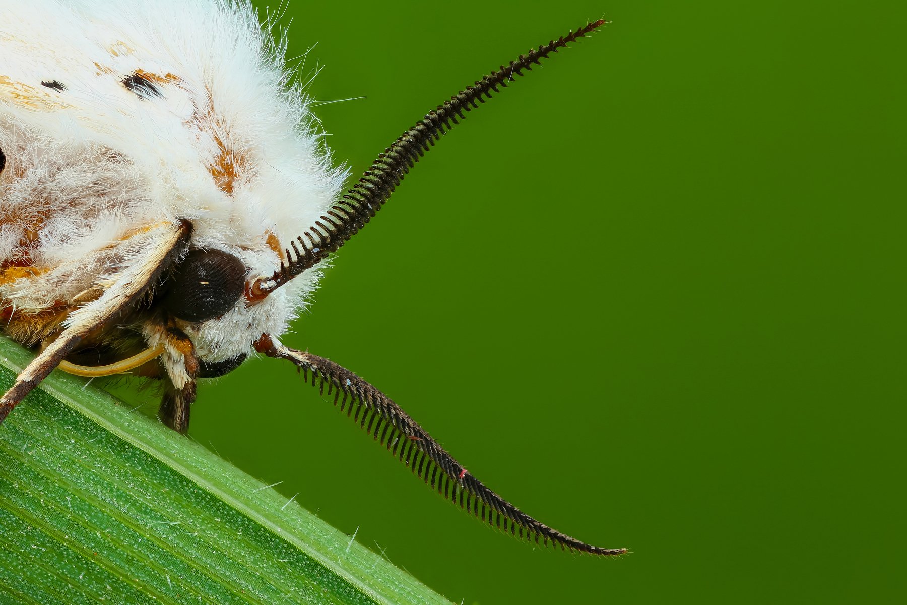 макро бабочка насекомое животное зеленый белый, Андрей Шаповалов
