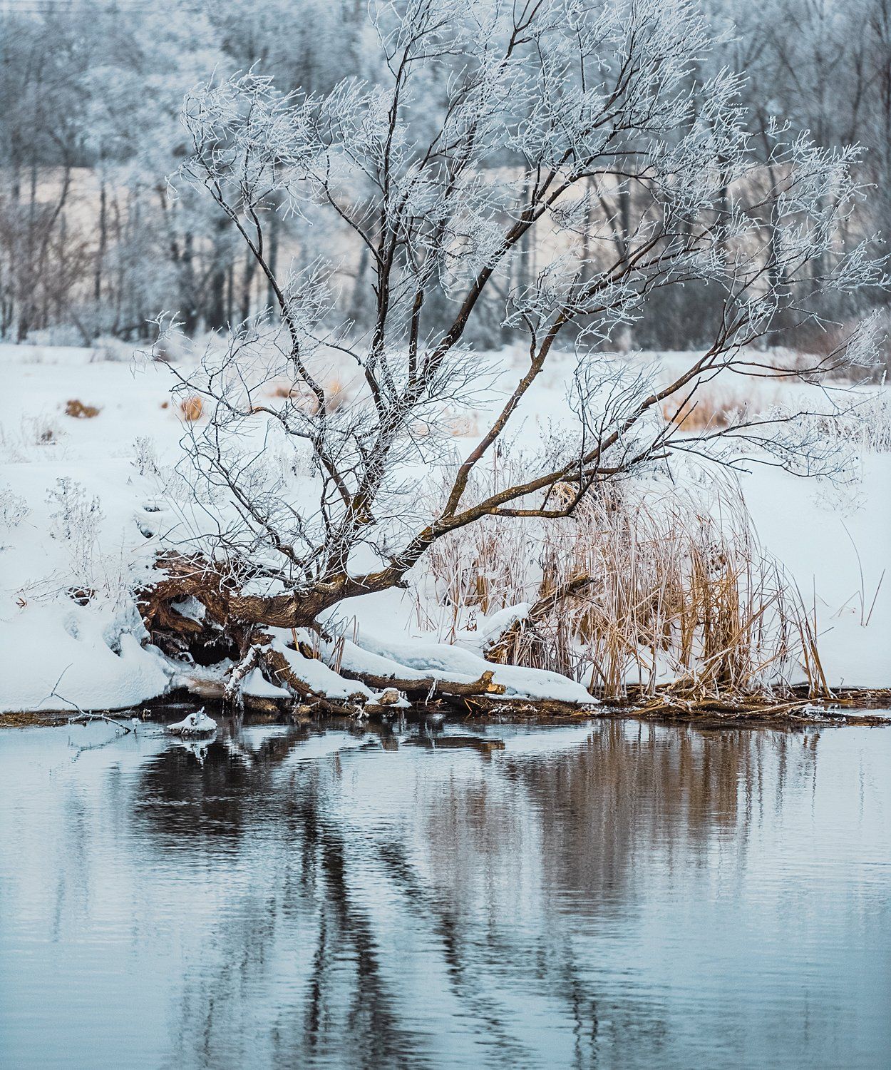 зима,иней,отражение, Андрей Cоколов