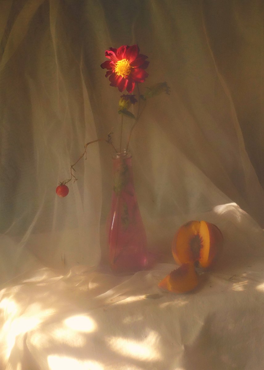 flowers,stillife,light,chrysanthemum, mustafa yagci