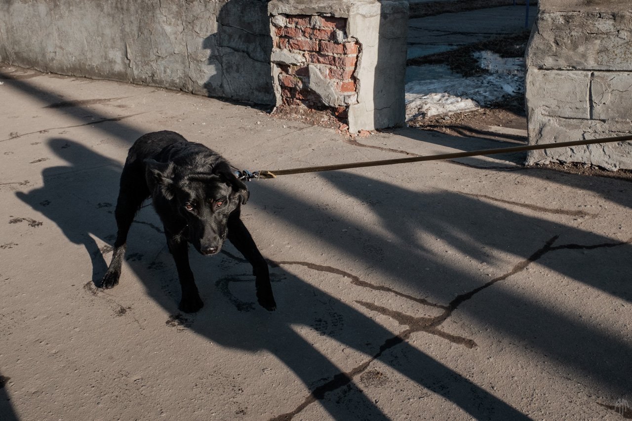 уличная фотография, streetphotography, животные, пёс,, Александр Малафеевский